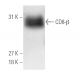 CD8-β Antibody (5F2) - Western Blotting - Image 4728 