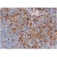 CD8-β Antibody (F-5) - Immunohistochemistry - Image 286334 