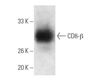 CD8-&beta; Antibody (F-5) - Western Blotting - Image 4729 