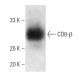 CD8-β Antibody (F-5) - Western Blotting - Image 4729 