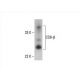CD8-β Antibody (F-5) - Western Blotting - Image 393052