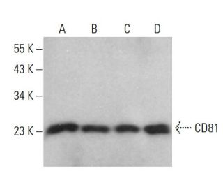 CD81 Antibody (0.N.165) - Western Blotting - Image 376757 