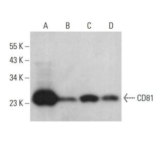 CD81 Antibody (2Q1460) - Western Blotting - Image 376758 