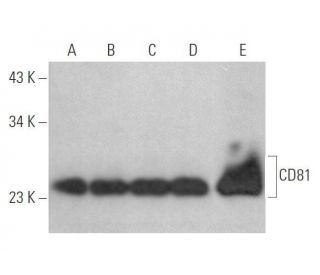 CD81 Antibody (5A6) - Western Blotting - Image 352731 