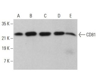 CD81 Antibody (D-4) - Western Blotting - Image 380203 