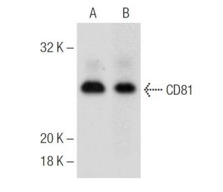 CD81 Antibody (EAT1) - Western Blotting - Image 148629 