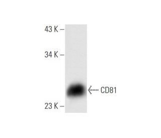 CD81 Antibody (EAT2) - Western Blotting - Image 66875 
