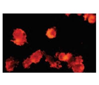 CD83 Antibody (4B5) - Immunofluorescence - Image 47817 
