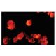 CD83 Antibody (4B5) - Immunofluorescence - Image 47817 
