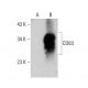 CD83 Antibody (4B5) - Western Blotting - Image 386839