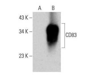 CD83 Antibody (6D287) - Western Blotting - Image 386840