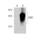 CD83 Antibody (6D287) - Western Blotting - Image 386840
