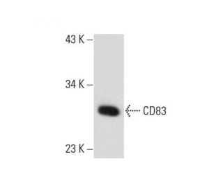 CD83 Antibody (HB15a) - Western Blotting - Image 59523 
