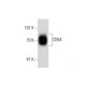 CD84 Antibody (0.N.167) - Western Blotting - Image 138617