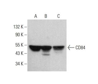 CD84 Antibody (0.N.167) - Western Blotting - Image 382060 