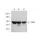 CD84 Antibody (0.N.167) - Western Blotting - Image 382060 
