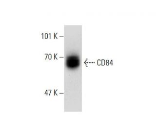 CD84 Antibody (CD84.1.21) - Western Blotting - Image 138621