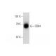 CD84 Antibody (CD84.1.21) - Western Blotting - Image 138621