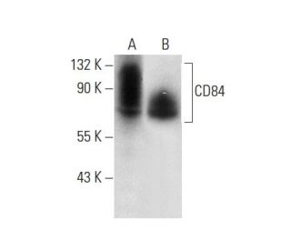 CD84 Antibody (E-3) - Western Blotting - Image 303796 