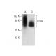 CD84 Antibody (E-3) - Western Blotting - Image 303796 