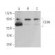 CD84 Antibody (E-3) - Western Blotting - Image 364004