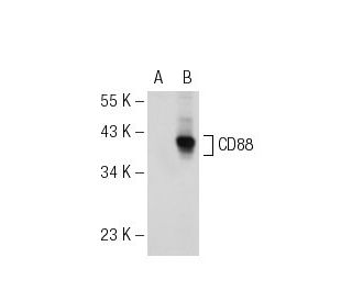 CD88 Antibody (3H1740) - Western Blotting - Image 114011 