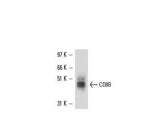 CD88 Antibody (8D6) - Western Blotting - Image 16346 