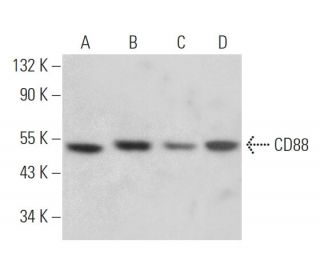 CD88 Antibody (R63) - Western Blotting - Image 363035 