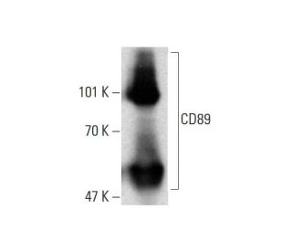 CD89 Antibody (A3) - Western Blotting - Image 136696 