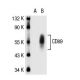 CD89 Antibody (MIP7c) - Western Blotting - Image 31050