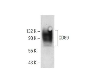 CD89 Antibody (MIP7c) - Western Blotting - Image 59911 