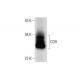 CD9 Antibody (ALB 6) - Western Blotting - Image 74309
