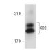 CD9 Antibody (ALB 6) - Western Blotting - Image 110018 
