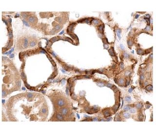 CD9 Antibody (C-4) - Immunohistochemistry - Image 156738 