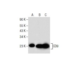 CD9 Antibody (KMC8.8) - Western Blotting - Image 159254 