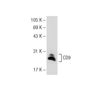 CD9 Antibody (P1/33/2) - Western Blotting - Image 109841 