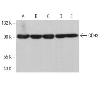 CD93 Antibody (B-1) - Western Blotting - Image 367254 