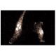 CD98 Antibody (30) - Immunofluorescence - Image 60727