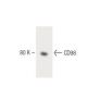 CD98 Antibody (30) - Western Blotting - Image 60510 