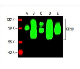 CD98 Antibody (E-5) - Western Blotting - Image 393155 