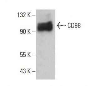 CD98 Antibody (F-2) - Western Blotting - Image 379146 