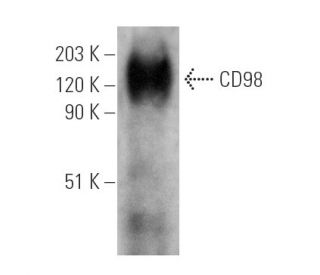 CD98 Antibody (H202-141) - Western Blotting - Image 6214