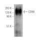CD98 Antibody (H202-141) - Western Blotting - Image 6214