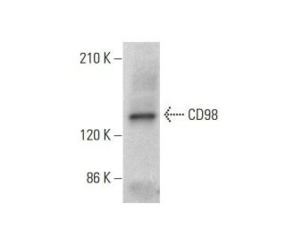 CD98 Antibody (F-2) - Western Blotting - Image 353226Each CRISPR/Cas9 Knockout (KO) Plasmid product consists of a pool of 3 plasmids designed to ensure identification and cleavage of a specific gene for maximum knockout efficiency. Each plasmid encodes a unique 20 nt sequence derived from the GeCKO (v2) library. 