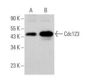 Cdc123 Antibody (G-10) - Western Blotting - Image 369950 