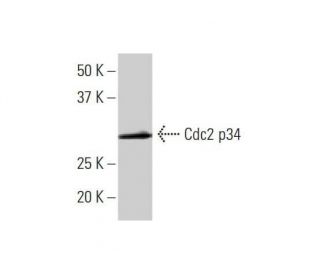 Cdc2 p34 Antibody (8F1) - Western Blotting - Image 352101 