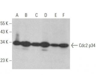 Cdc2 p34 Antibody (B-6) - Western Blotting - Image 352793 