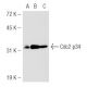 Cdc2 p34 Antibody (B322) - Western Blotting - Image 48301 