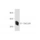 Cdc2 p34 Antibody (Y100.4) - Western Blotting - Image 80804 