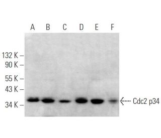 Cdc2 p34 Antibody (Y100.4) - Western Blotting - Image 369900 